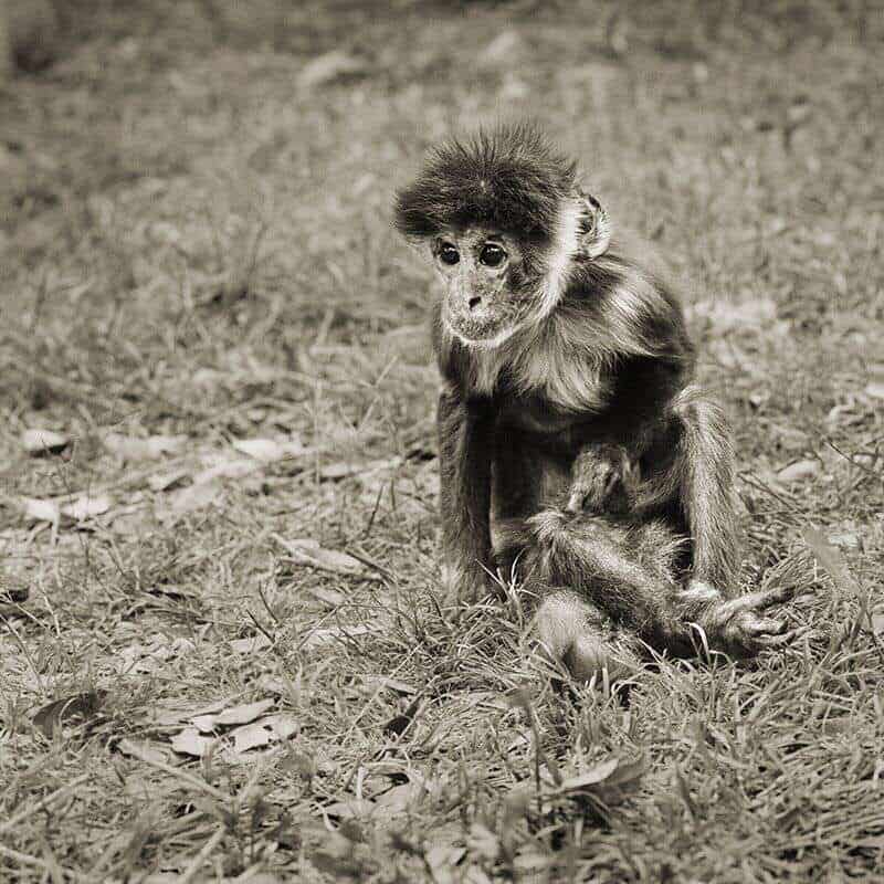 capuchin monkey 30 plus elderly animals isa leshko