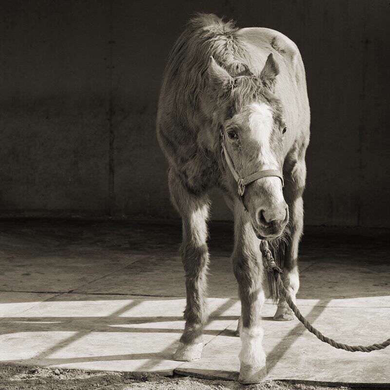 handsome one 33 thoroughbred horse elderly animals isa leshko