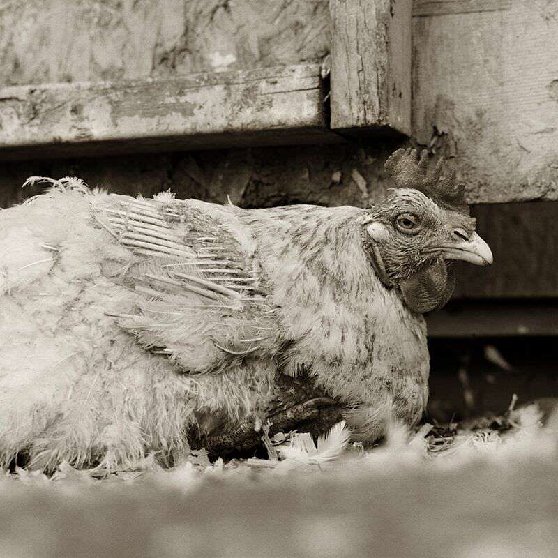 rooster elderly animals isa leshko