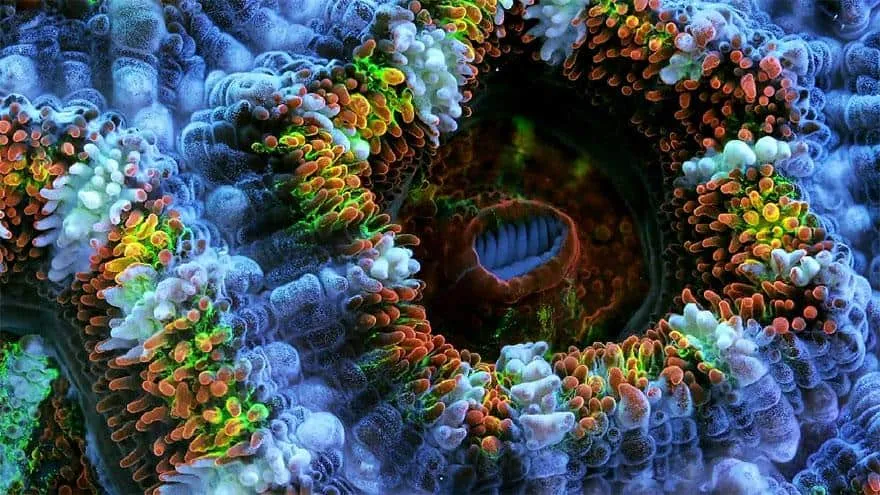 slow life acquatic macro photography timelapse daniel stoupin 5