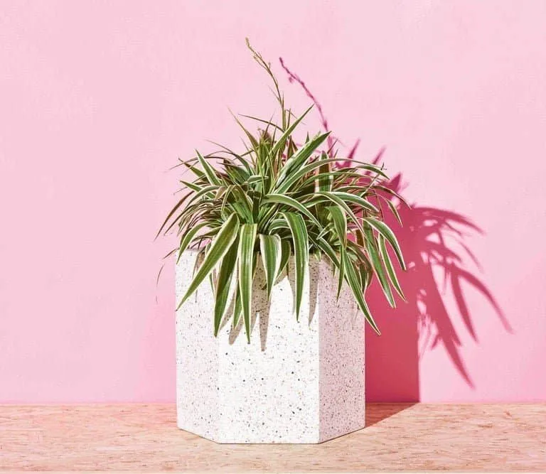 deze plant kan bijna niet dood