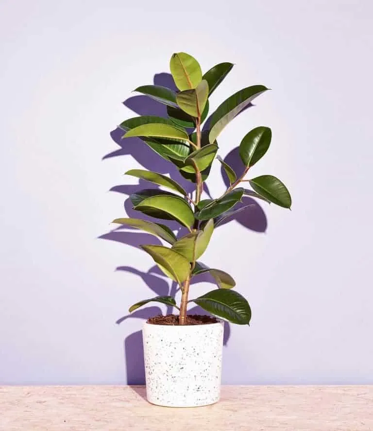 deze plant kan bijna niet dood