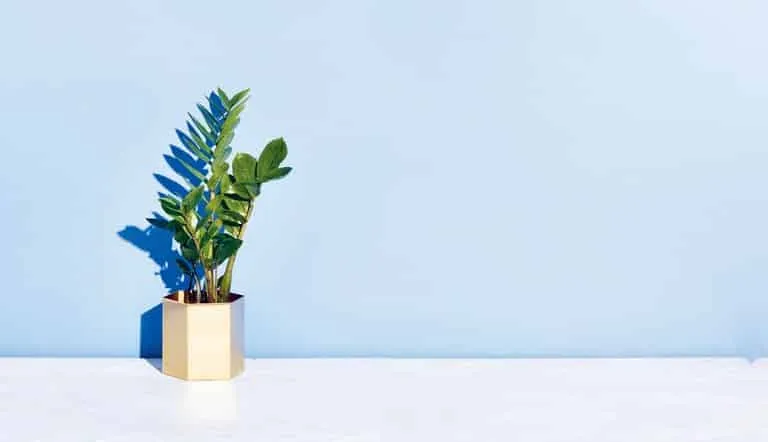 deze plant kan bijna niet dood