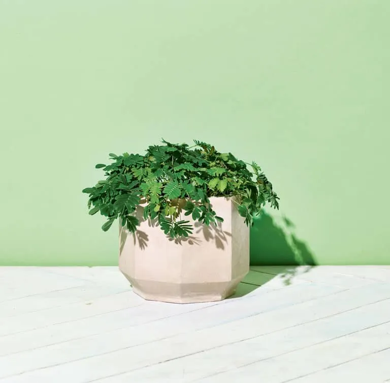 deze plant kan bijna niet dood