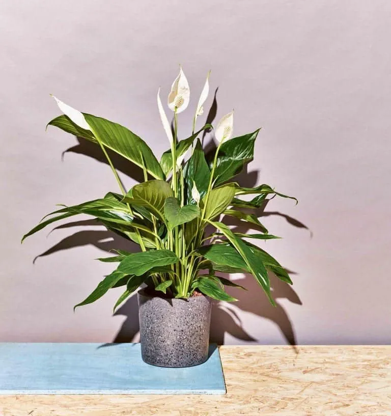 deze plant kan bijna niet dood