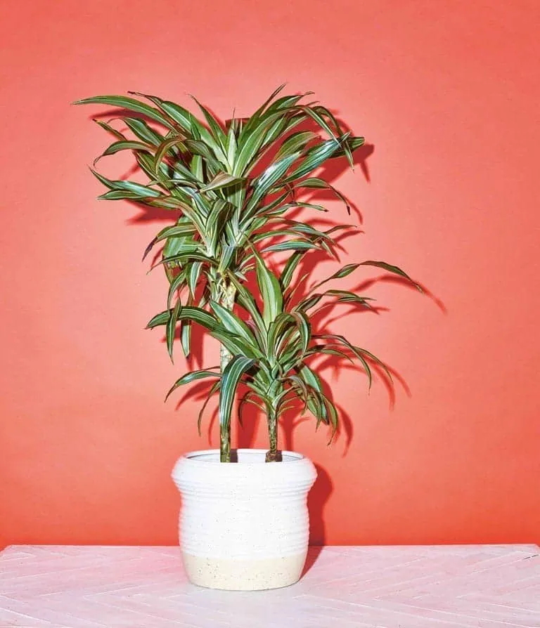 deze plant kan bijna niet dood