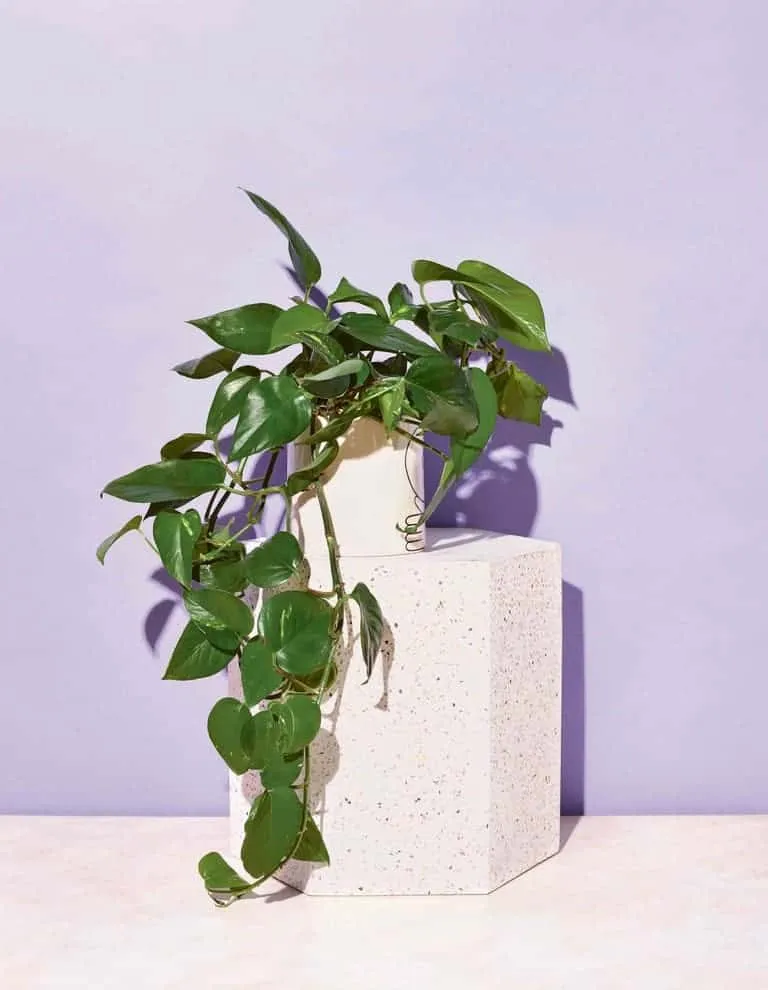 deze plant kan bijna niet dood