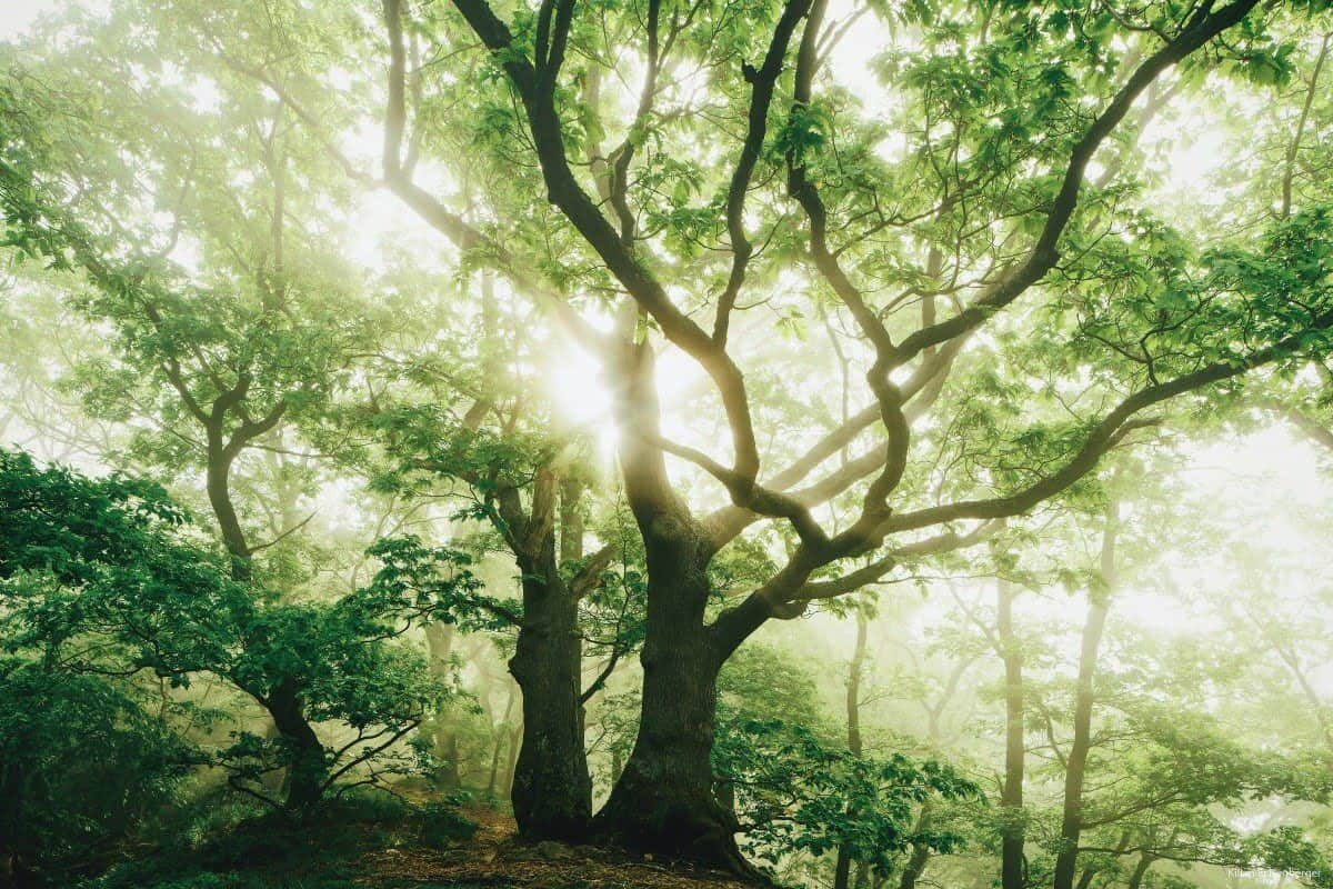 The Secret Beauty of Trees