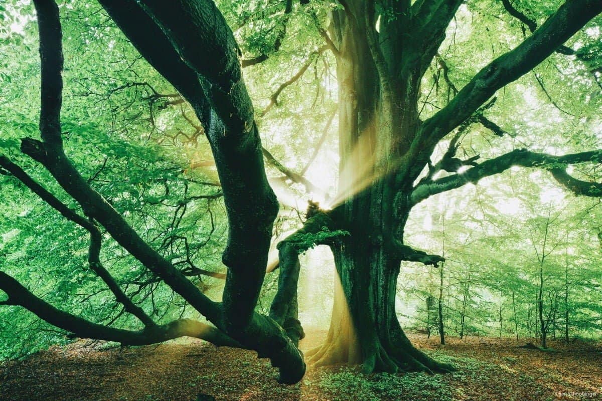 The Secret Beauty of Trees