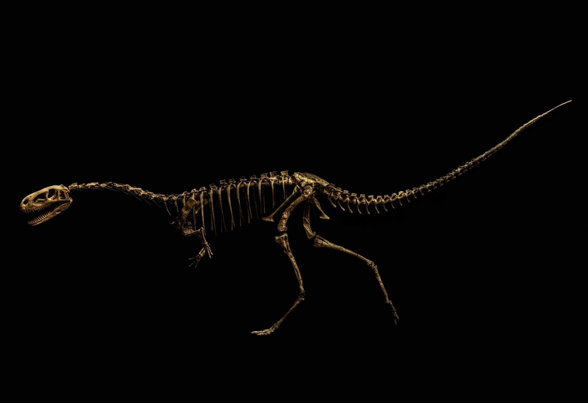 Foto's van prehistorische skeletten door Christian Voigt 42 Christian Voigt - Wanrooij Gallery