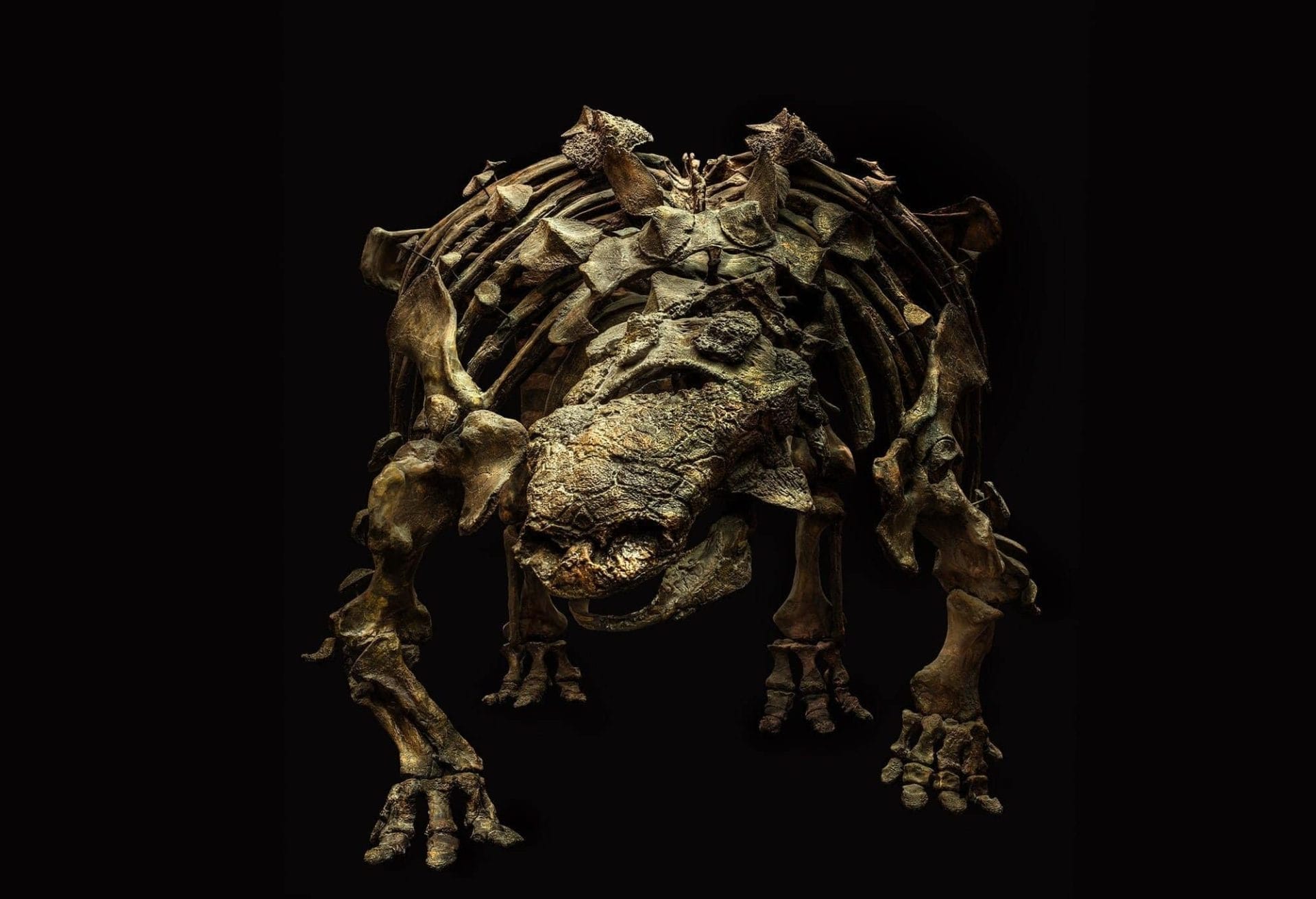 Foto's van prehistorische skeletten door Christian Voigt 43 Christian Voigt - Wanrooij Gallery