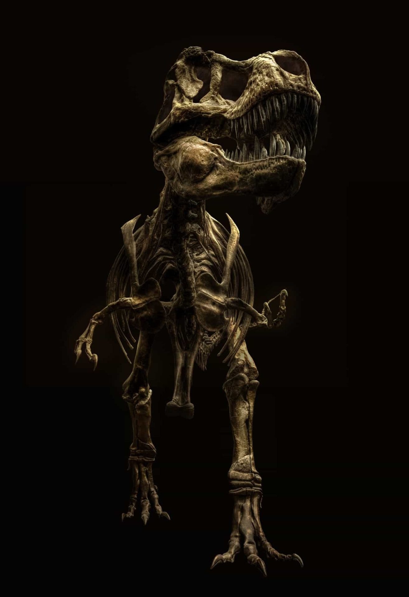 Foto's van prehistorische skeletten door Christian Voigt 46 Christian Voigt - Wanrooij Gallery