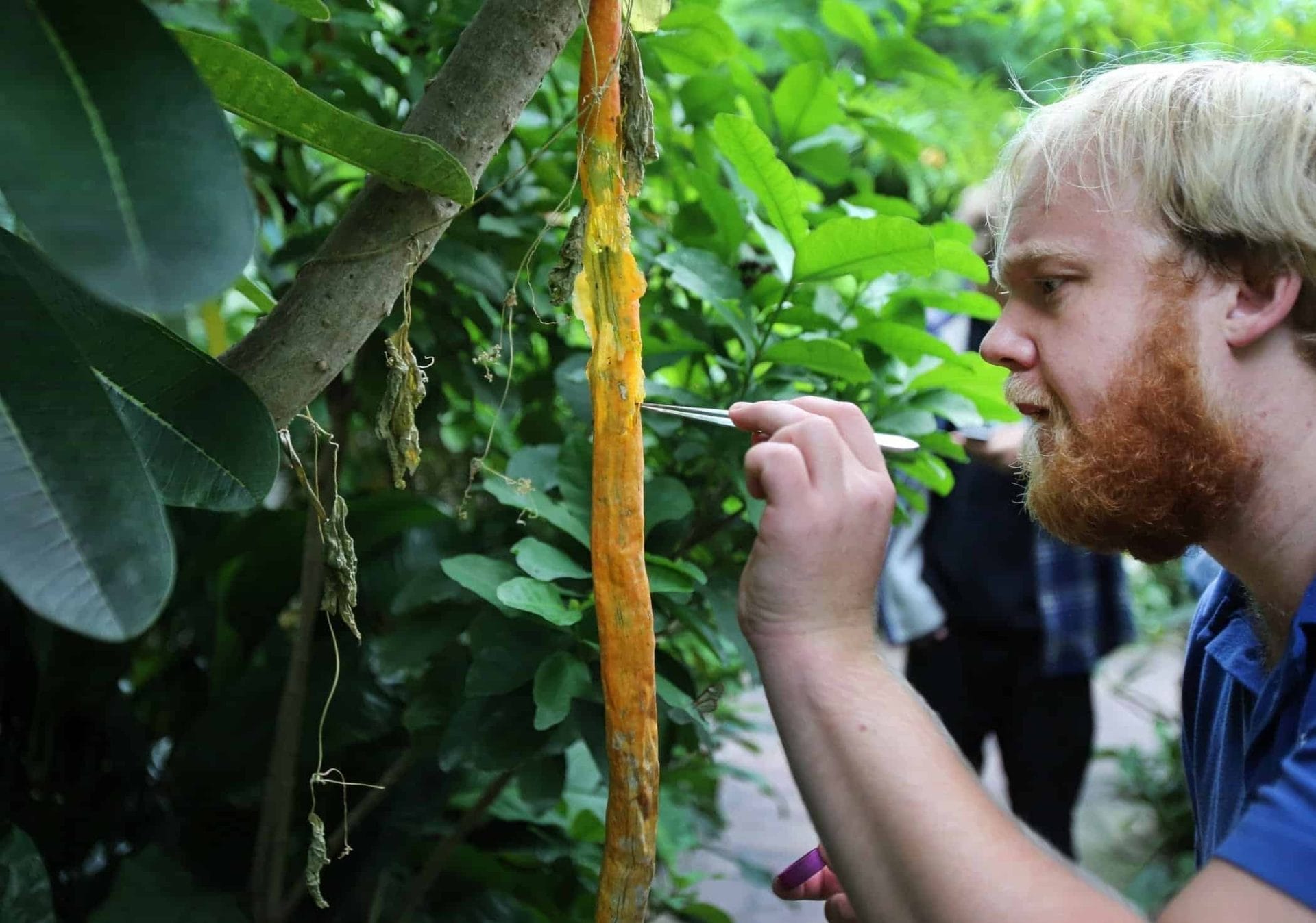 Oedipus maakt bier met wilde gist uit ARTIS 41 Microbioloog Pepijn van der Meer op zoek naar wilde gisten in ARTIS. Foto ARTIS, Ronald van Weeren