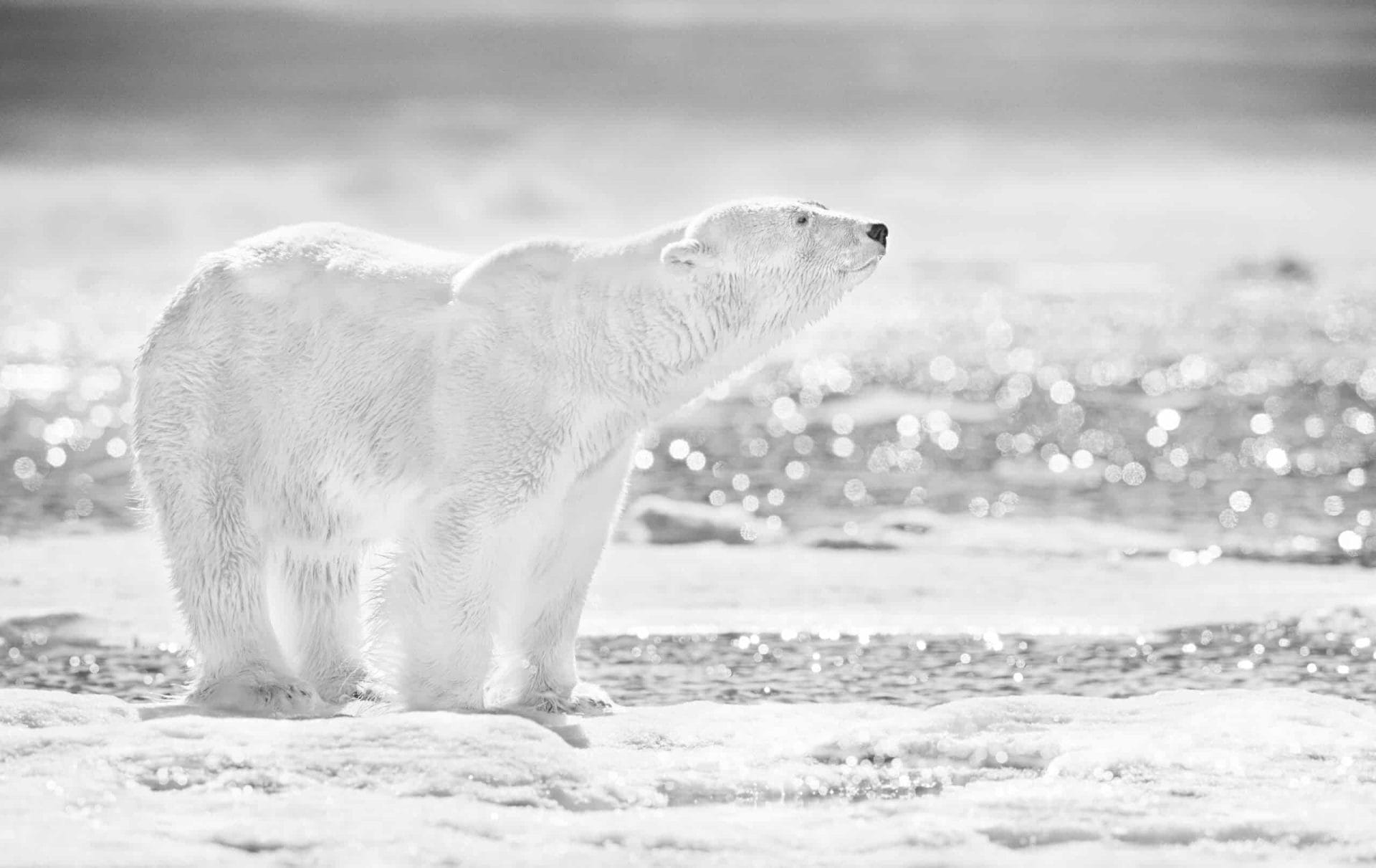 Adembenemende foto's van David Yarrow in Kunsthuis Amsterdam 47 David Yarrow in Kunsthuis Amsterdam