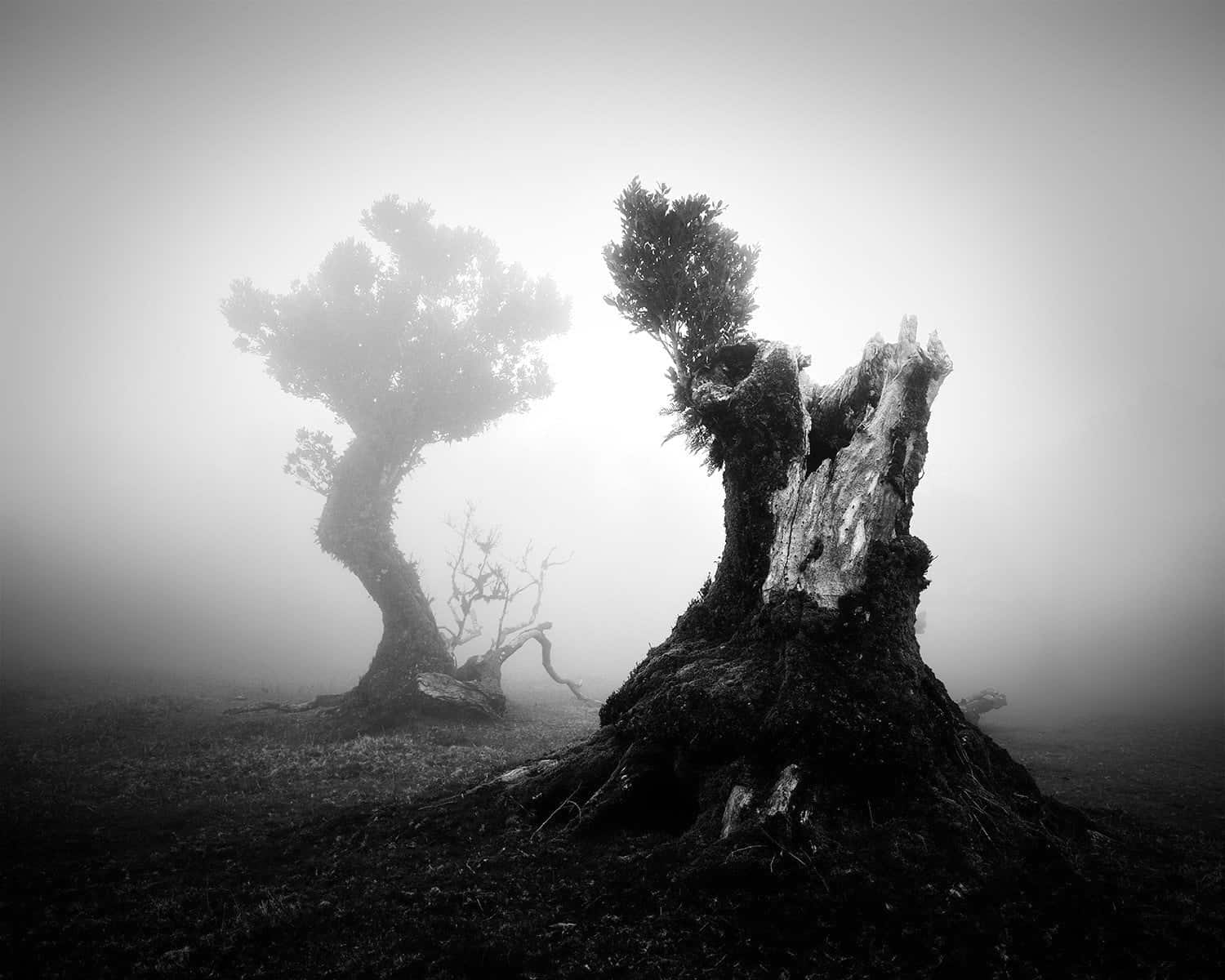 Mysterieuze foto's van bomen in de mist