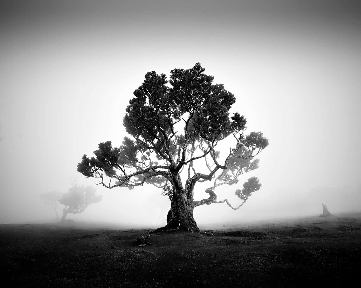 Mysterieuze foto's van bomen in de mist