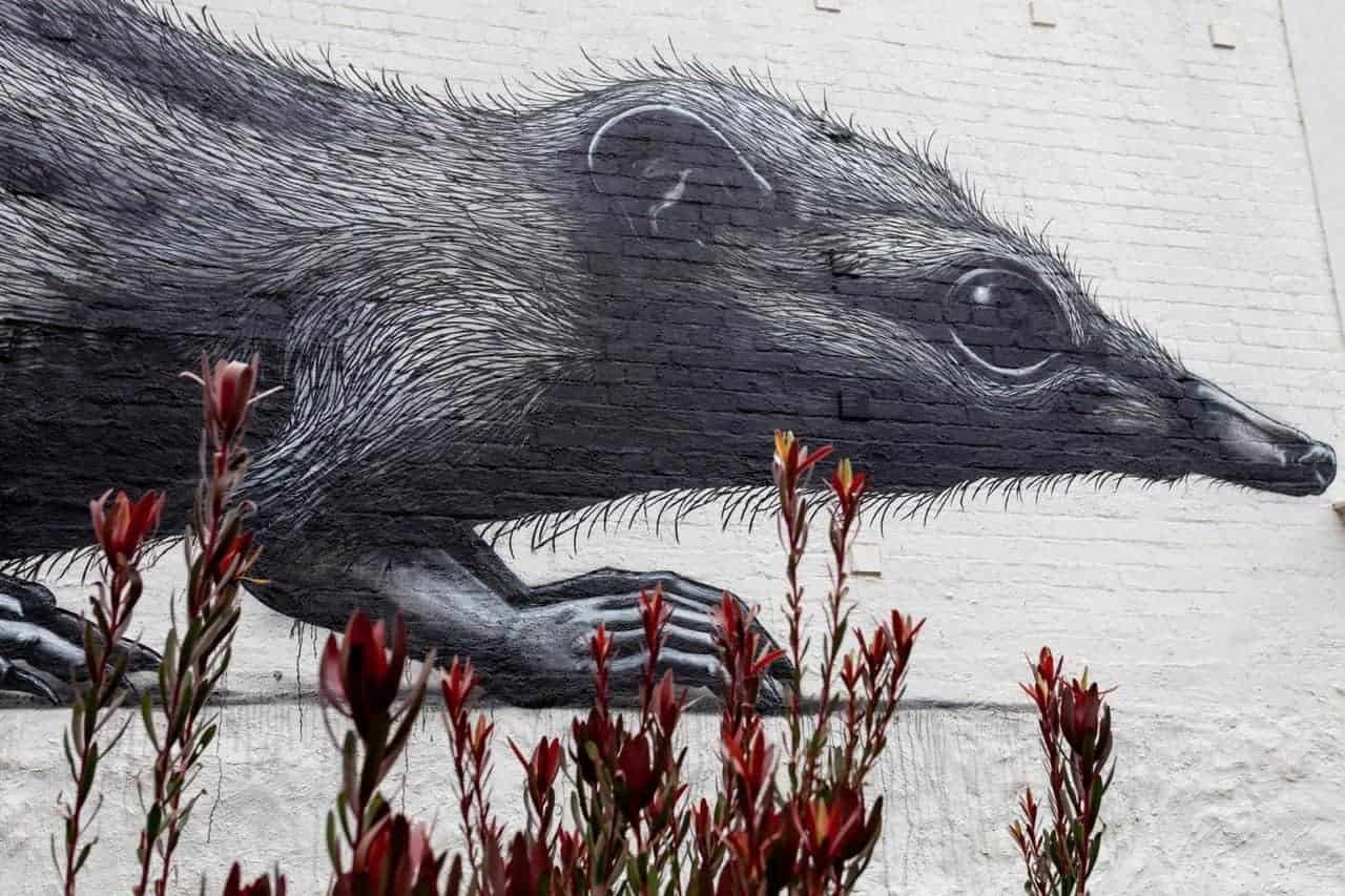 ROA schildert bedreigde Australische diersoorten