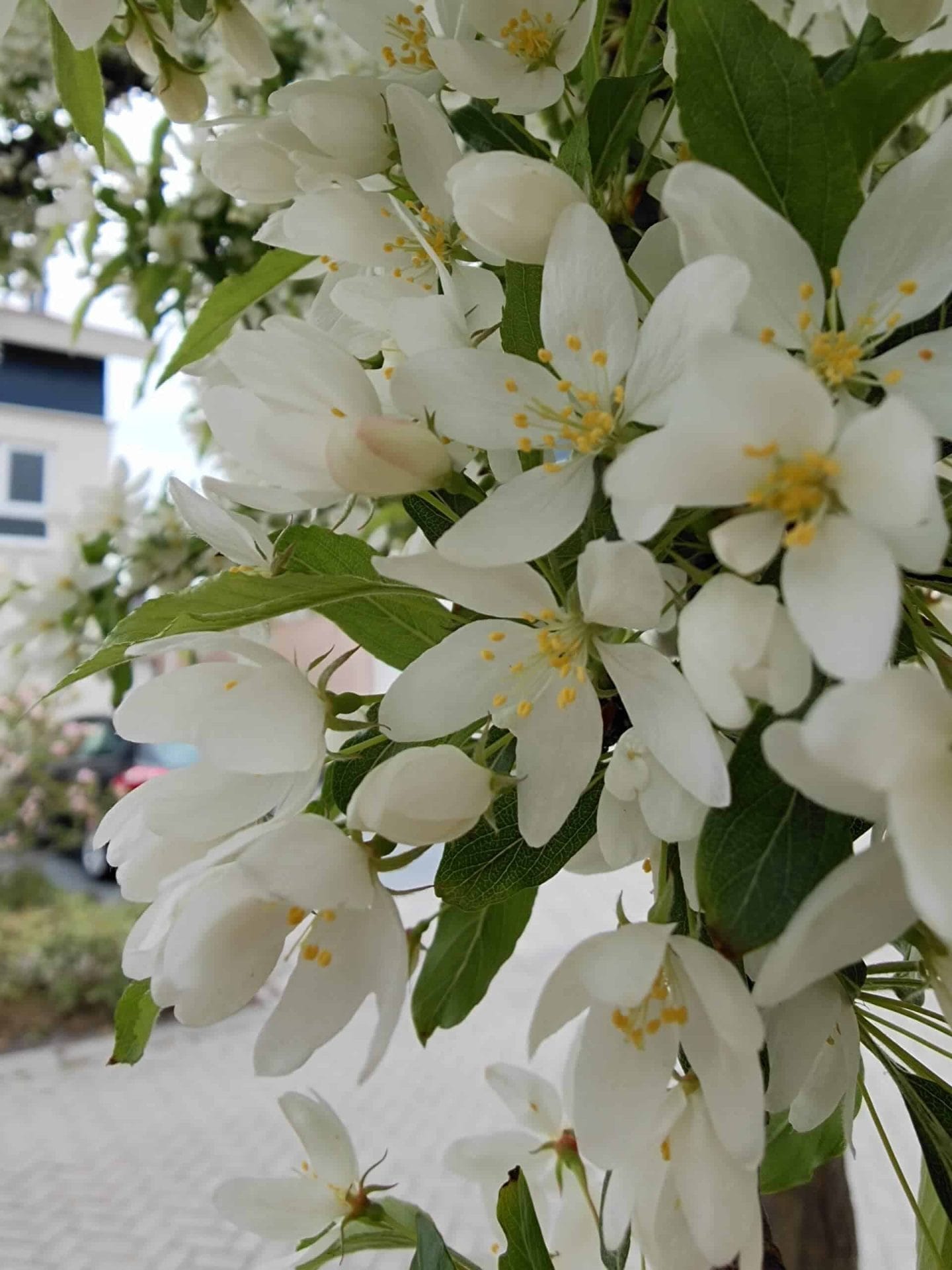 Review: Oppo Find X2 Pro