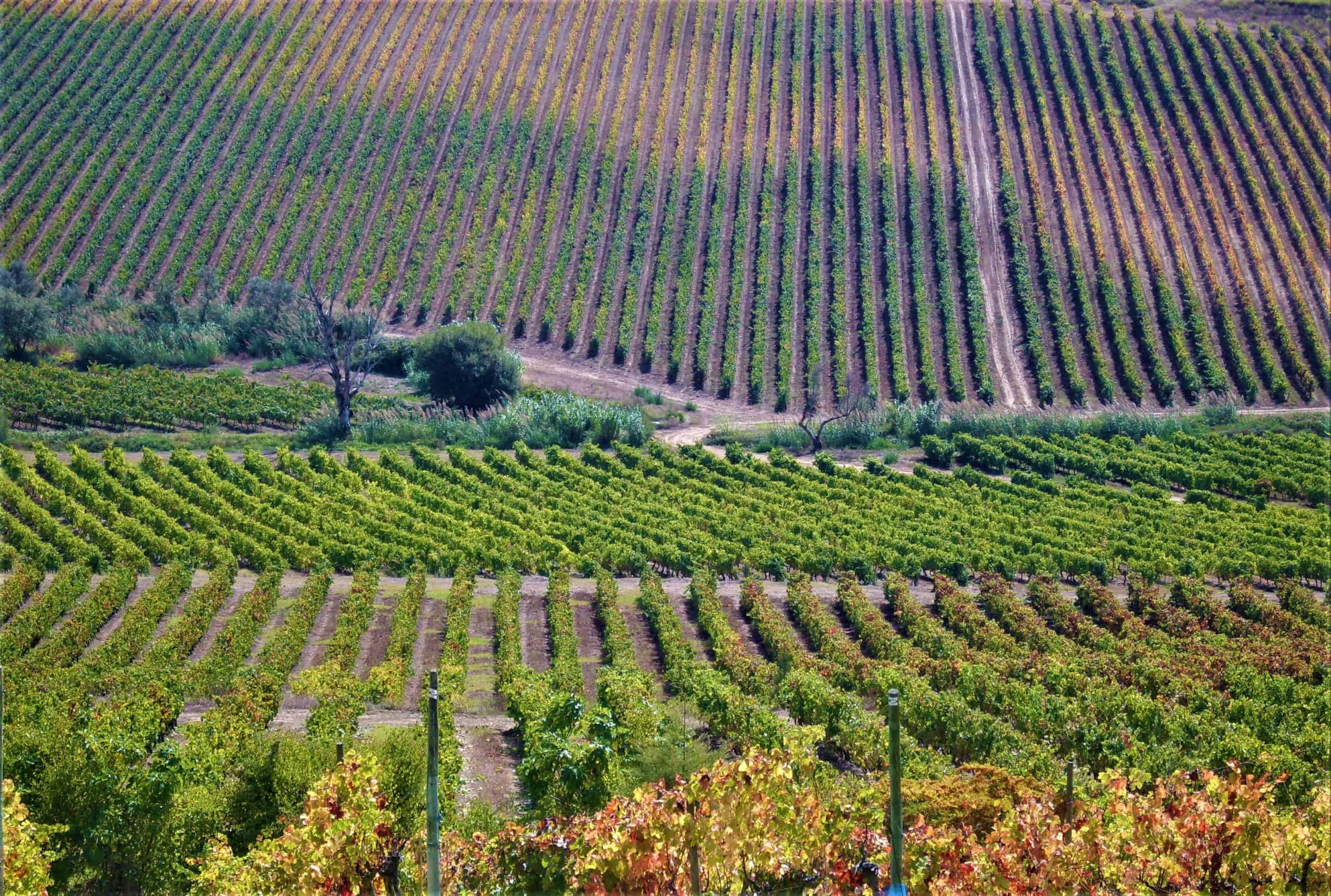 Wijnreis Portugal