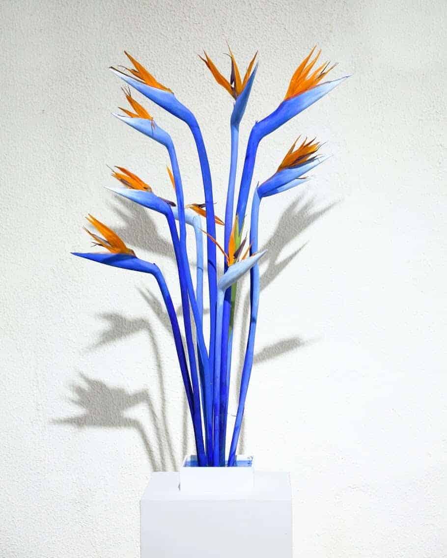 Sculpturen en schilderijen gemaakt van en met planten 48 Botanische kunst van Sophie Parker