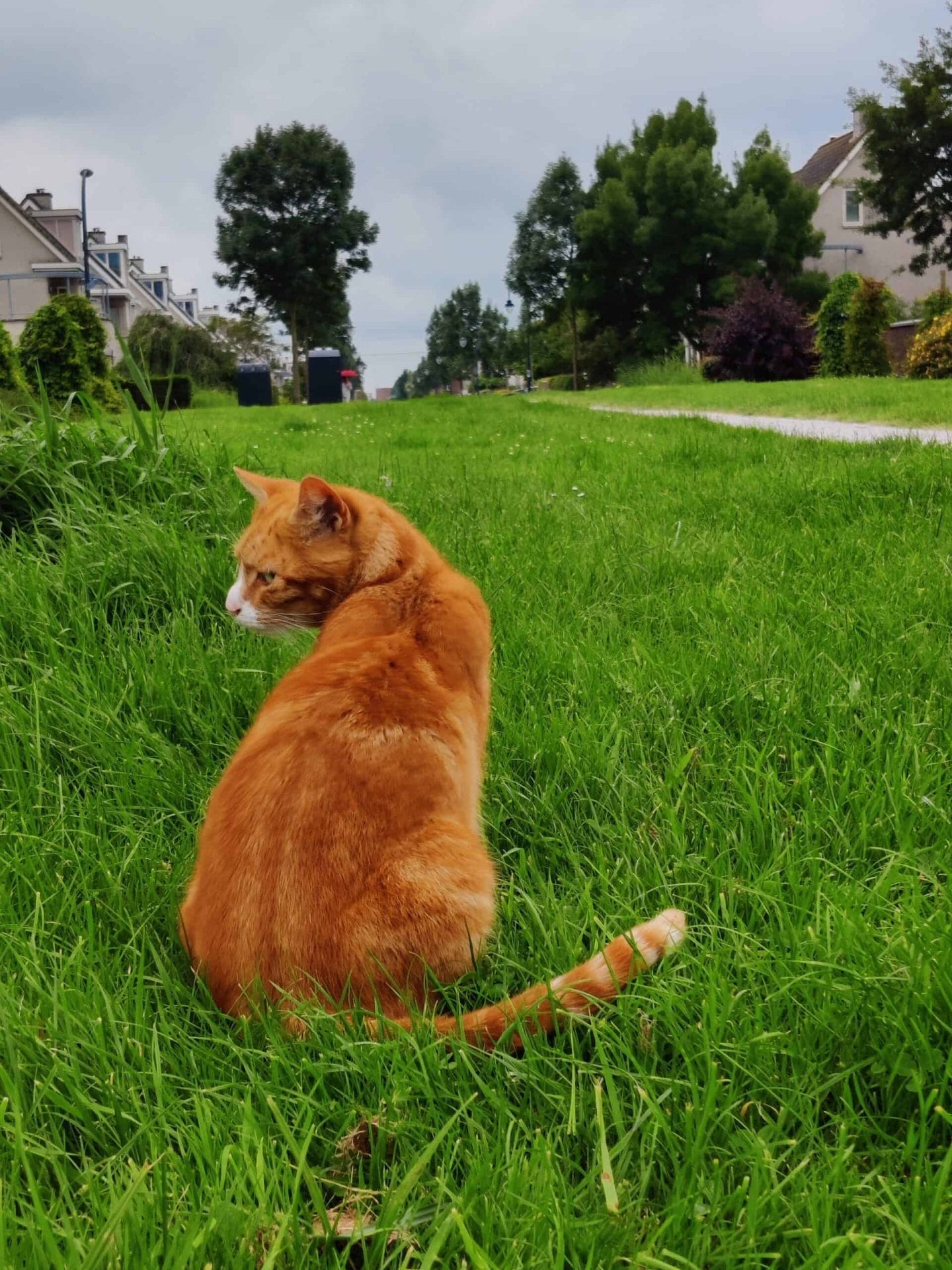 Gemaakt met de OnePlus Nord