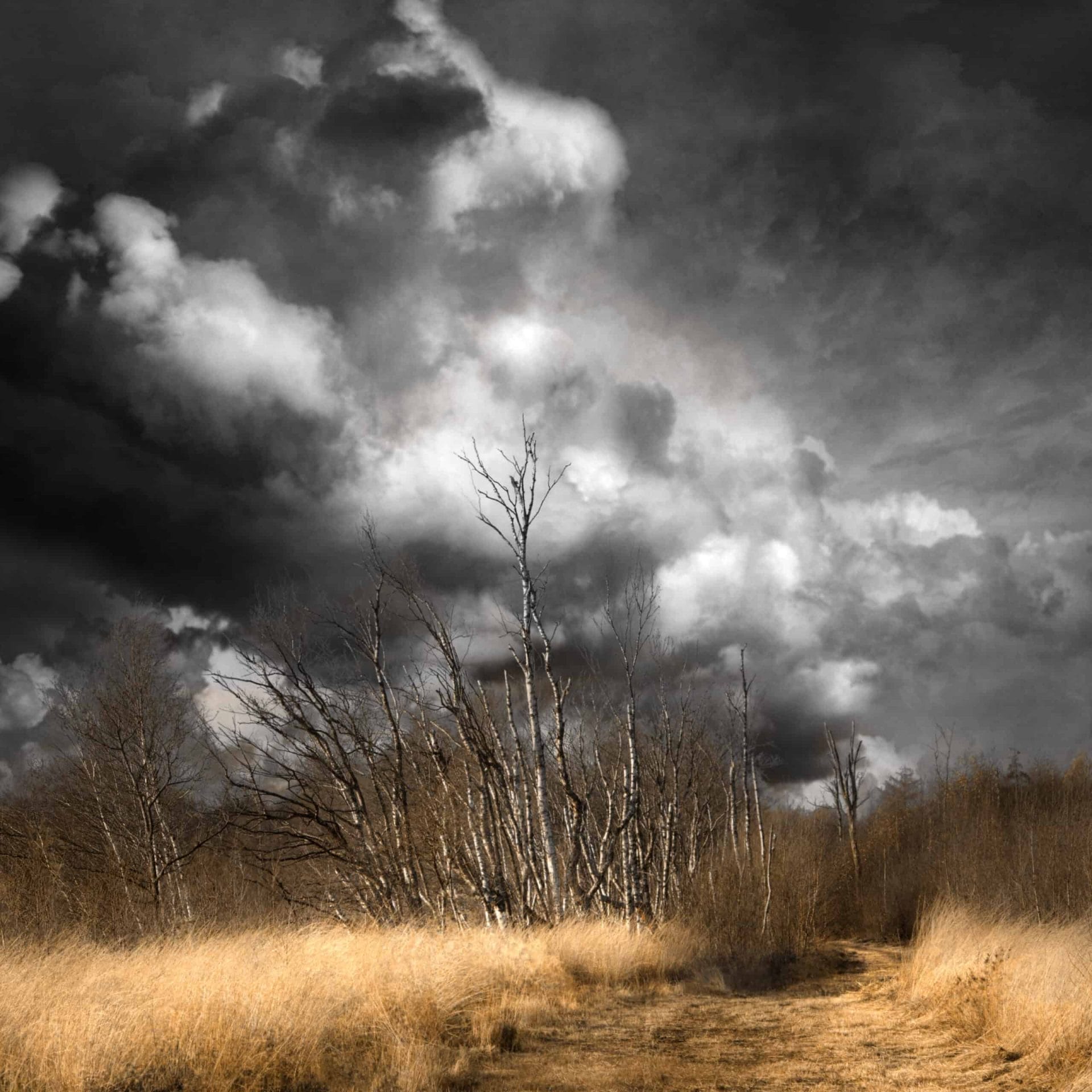 Saskia Boelsums exposeert in Teylers Museum 42 Saskia Boelsums - landschapsfotografie