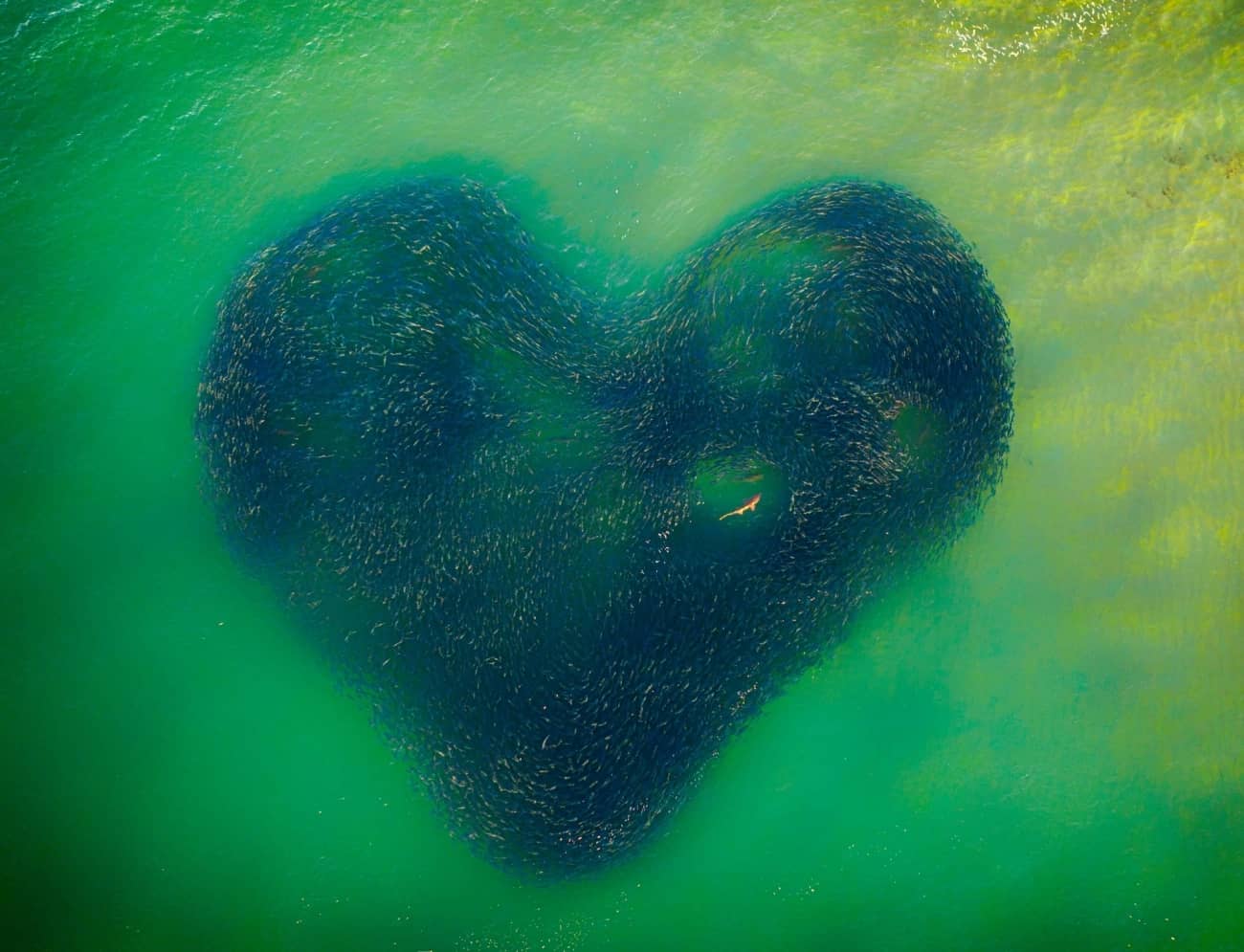 Jim Picôt - Love Heart of Nature
