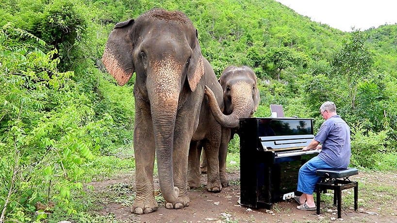 Paul Barton speelt piano voor olifanten in Thailand
