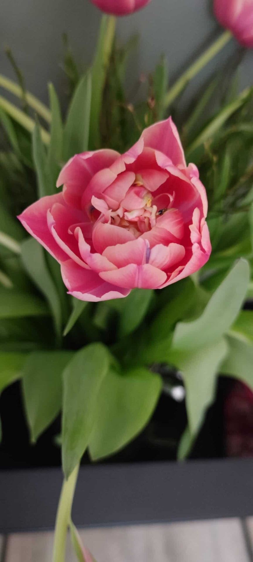 Foto gemaakt met de Xiaomi Mi 11