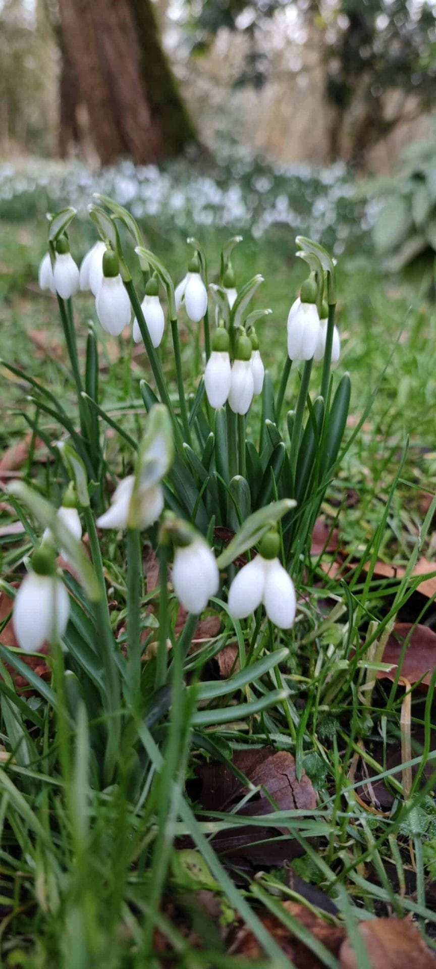 Foto gemaakt met de Xiaomi Mi 11