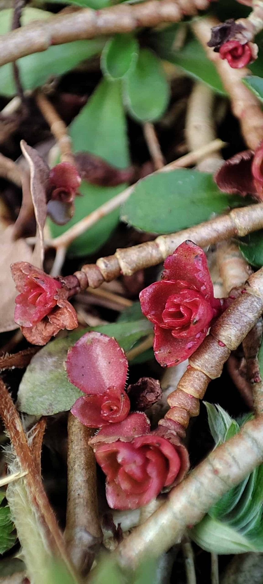 Foto gemaakt met de Xiaomi Mi 11