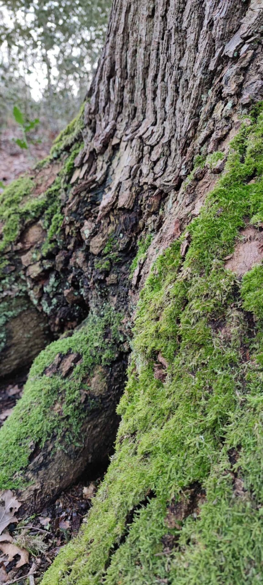 Foto gemaakt met de Xiaomi Mi 11