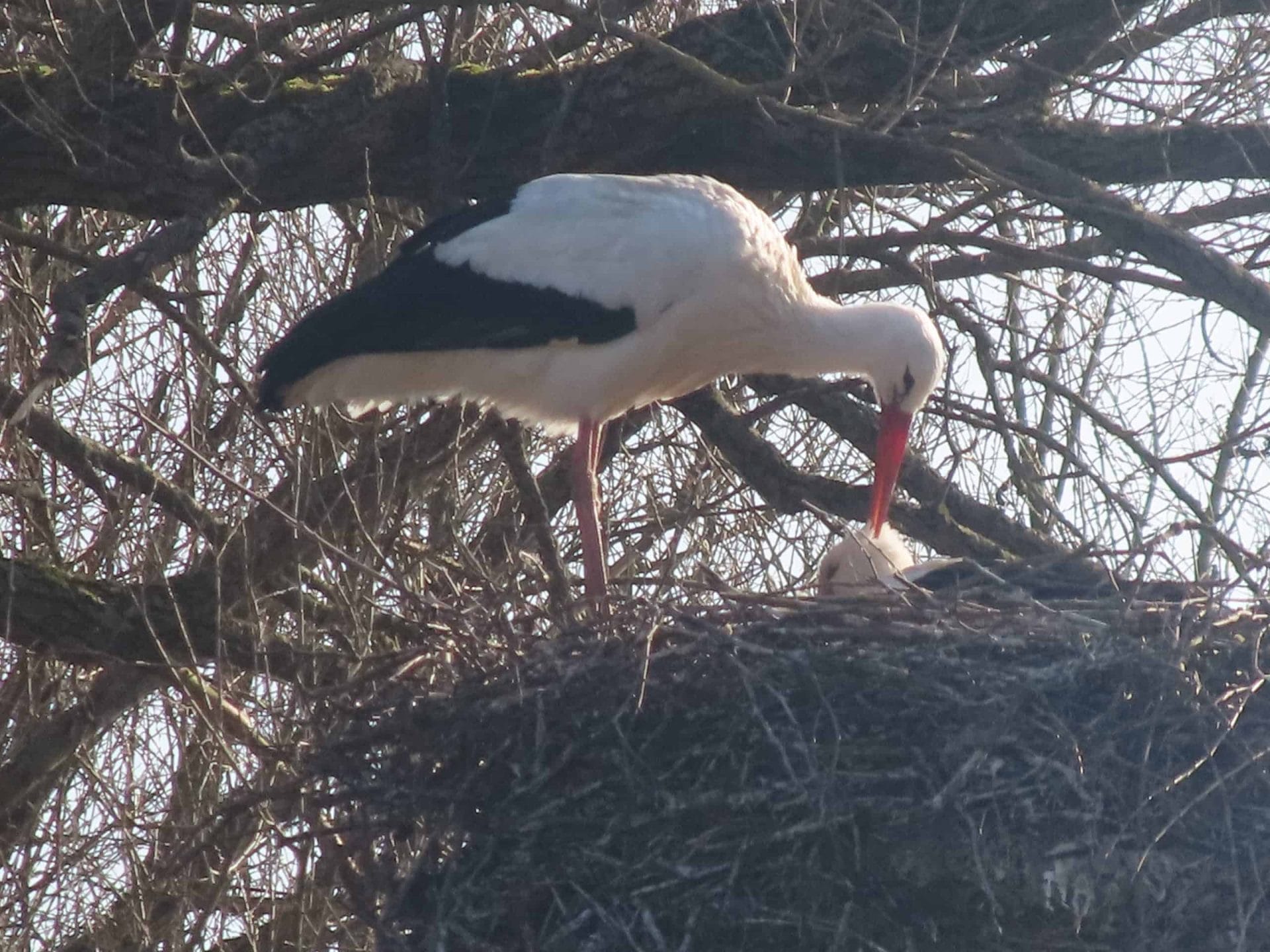 Foto gemaakt met de Canon Powershot ZOOM