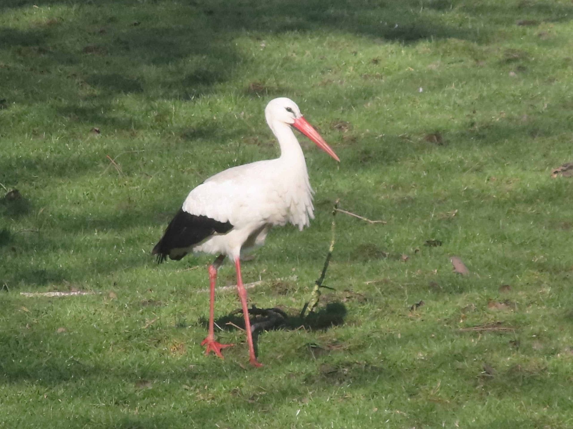 Foto gemaakt met de Canon Powershot ZOOM