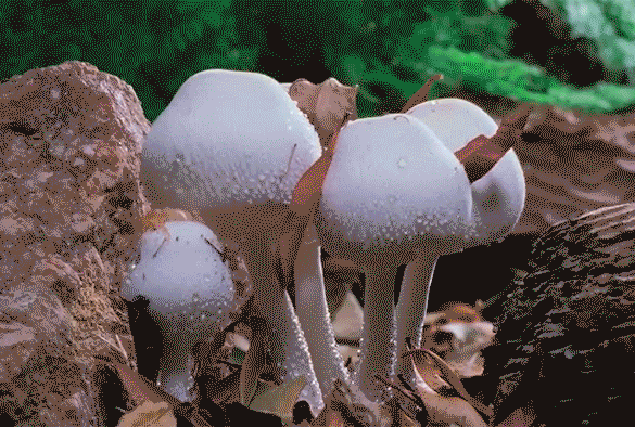 Achter de schermen bij Fantastic Fungi