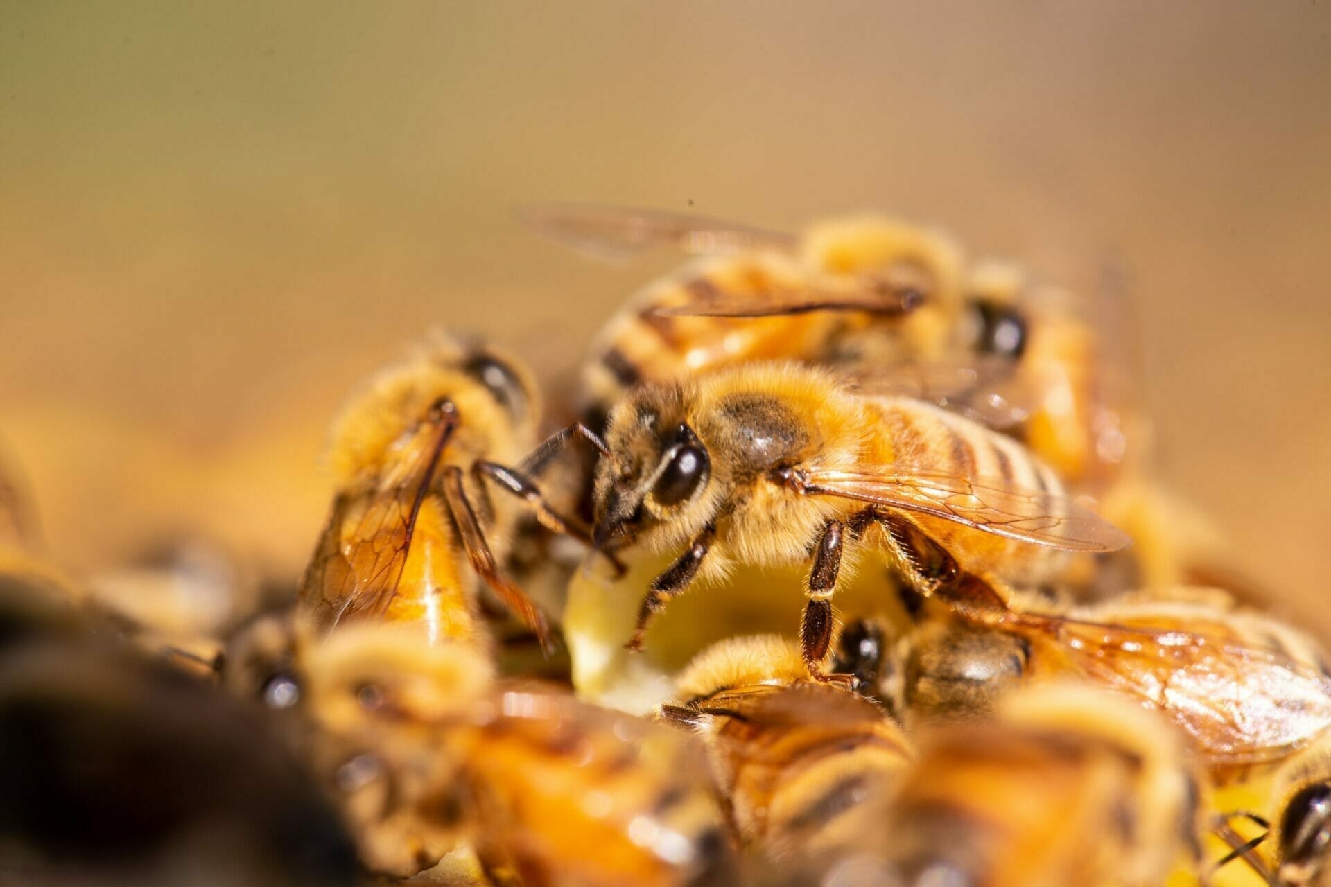 Manuka New Zealand - honey toothpaste