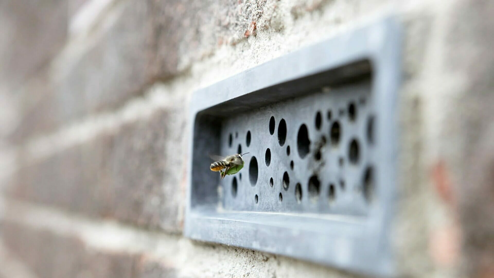 Bijzondere baksteen voor bijen