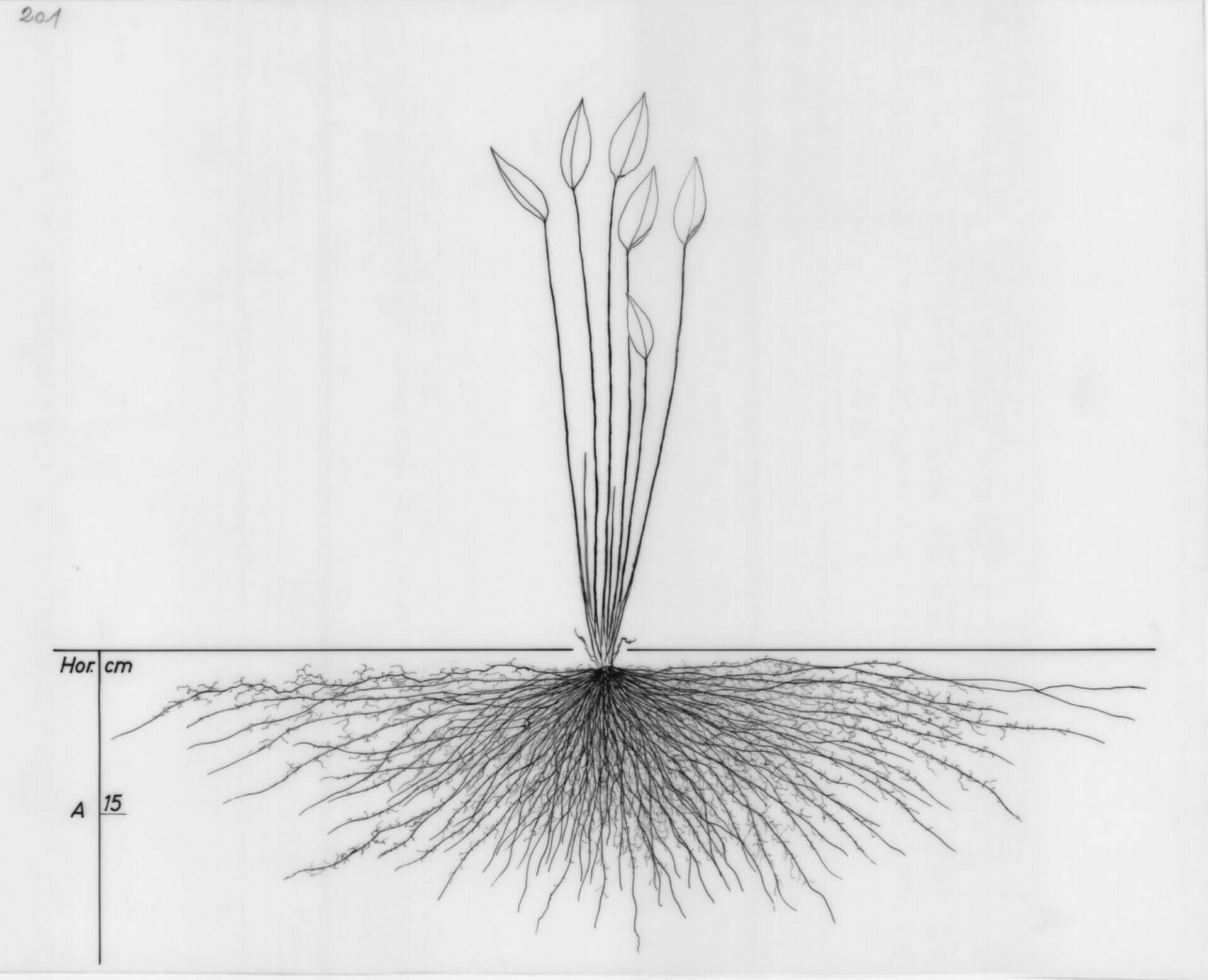 Indrukwekkende illustraties van wortelstelsels 49 wortelstelsel