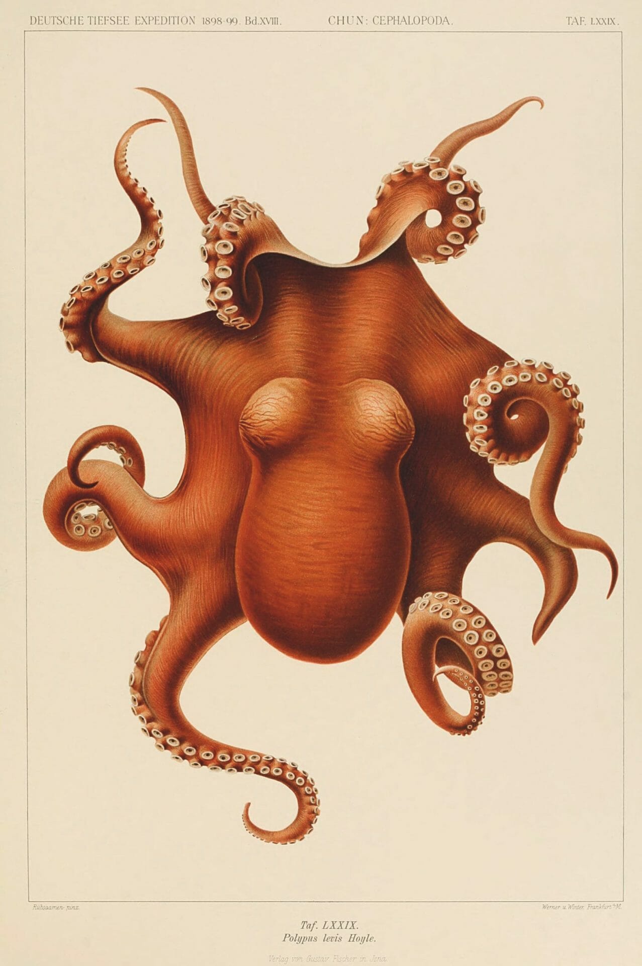 Carl Chun, Polypus levis, from Die Cephalopoden (1910–15), color lithograph, 35 × 25 centimeters. Image from the Biodiversity Heritage Library/Contributed by MBLWHOI Library, Marine Biological Laboratory, Woods Hole Oceanographic Institution Library, Massachusetts.