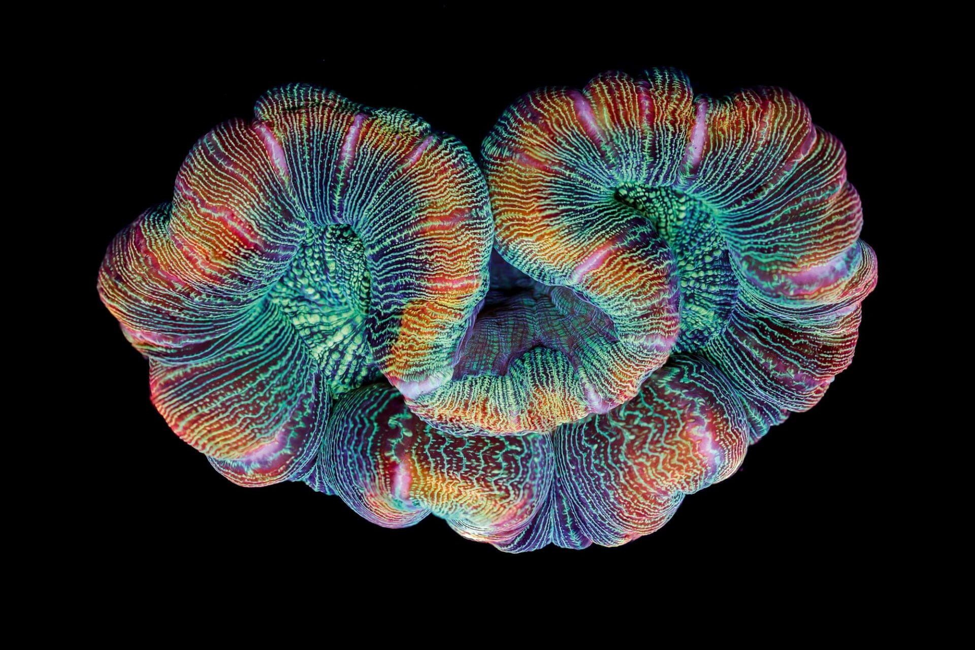 NNtonio Rod (Antonio Rodríguez Canto), Trachyphyllia, from Coral Colors, (2016). Image © NNtonio Rod