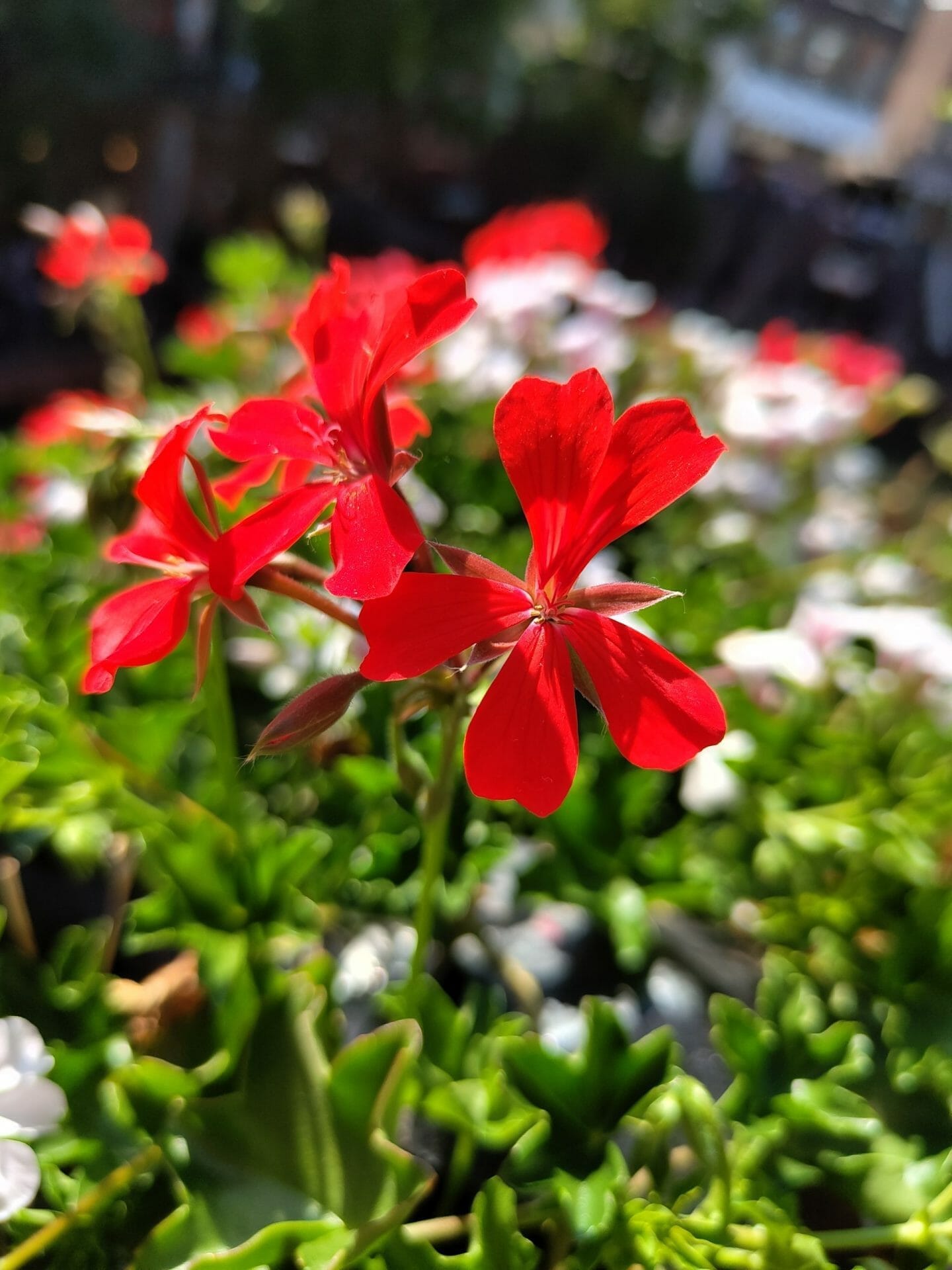 Review: Nothing Phone (2)