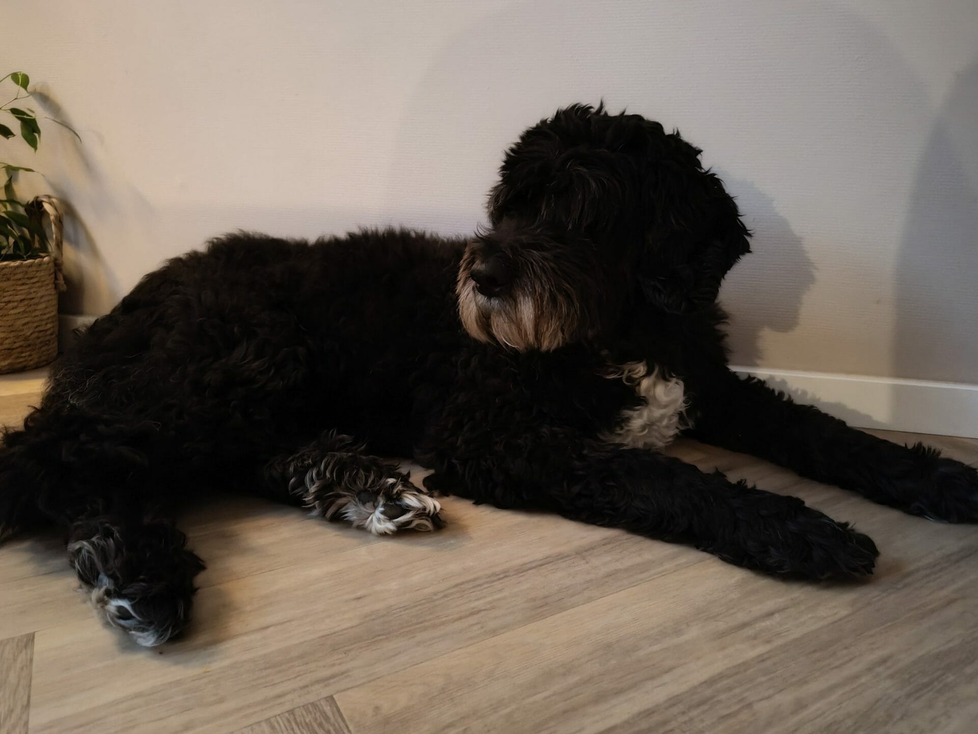 Review: Nothing Phone (2)