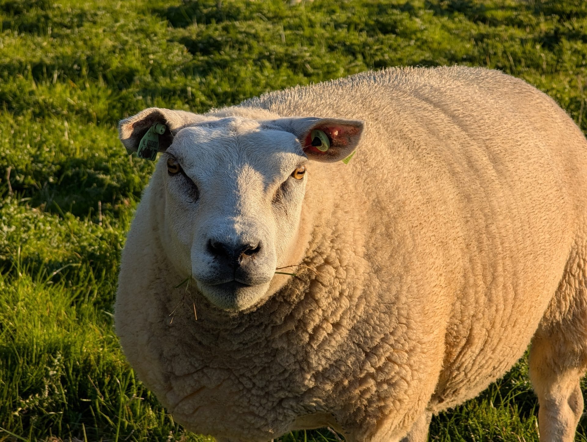 Google Pixel 9 Pro XL review