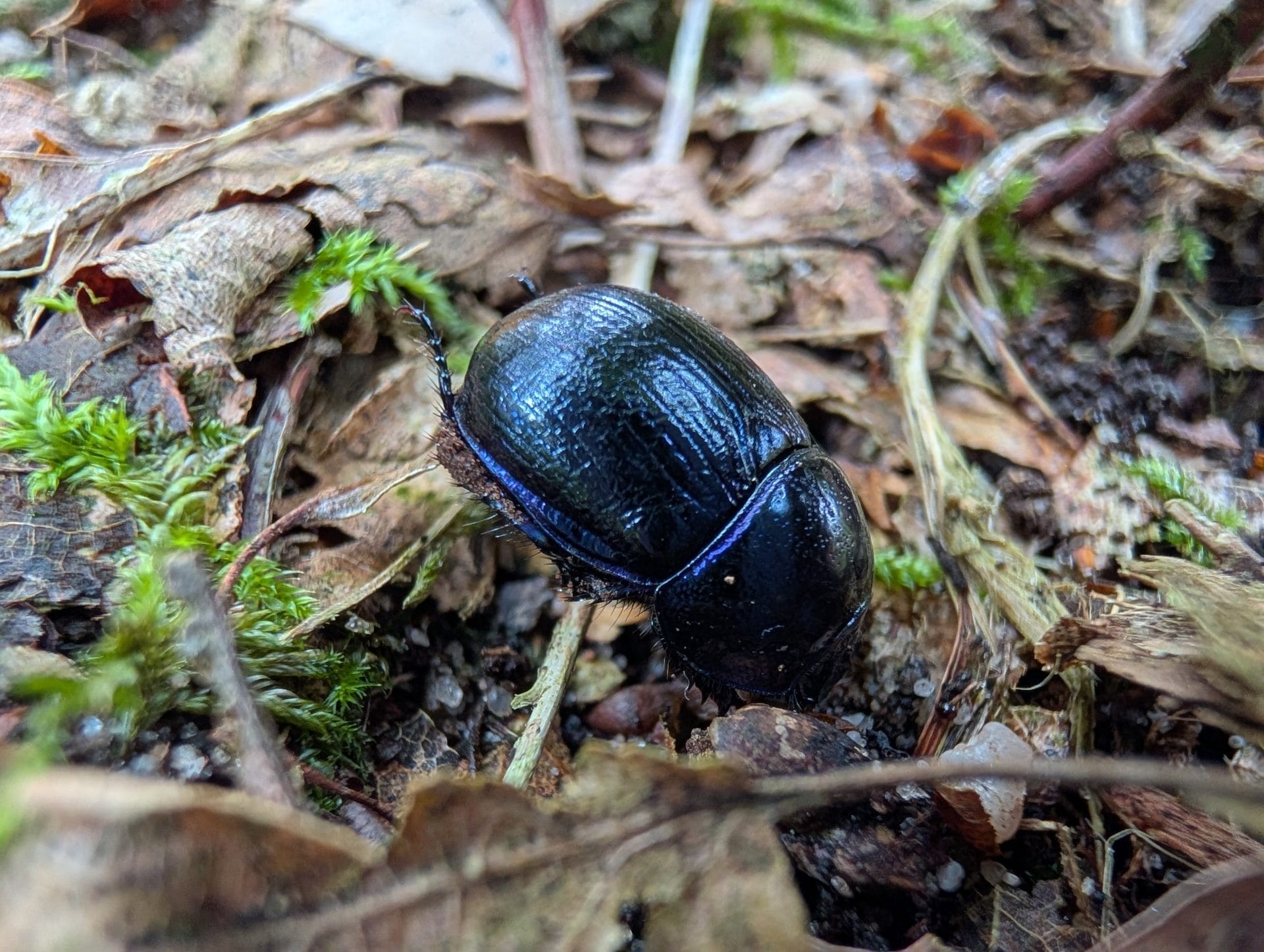 Google Pixel 9 Pro XL review