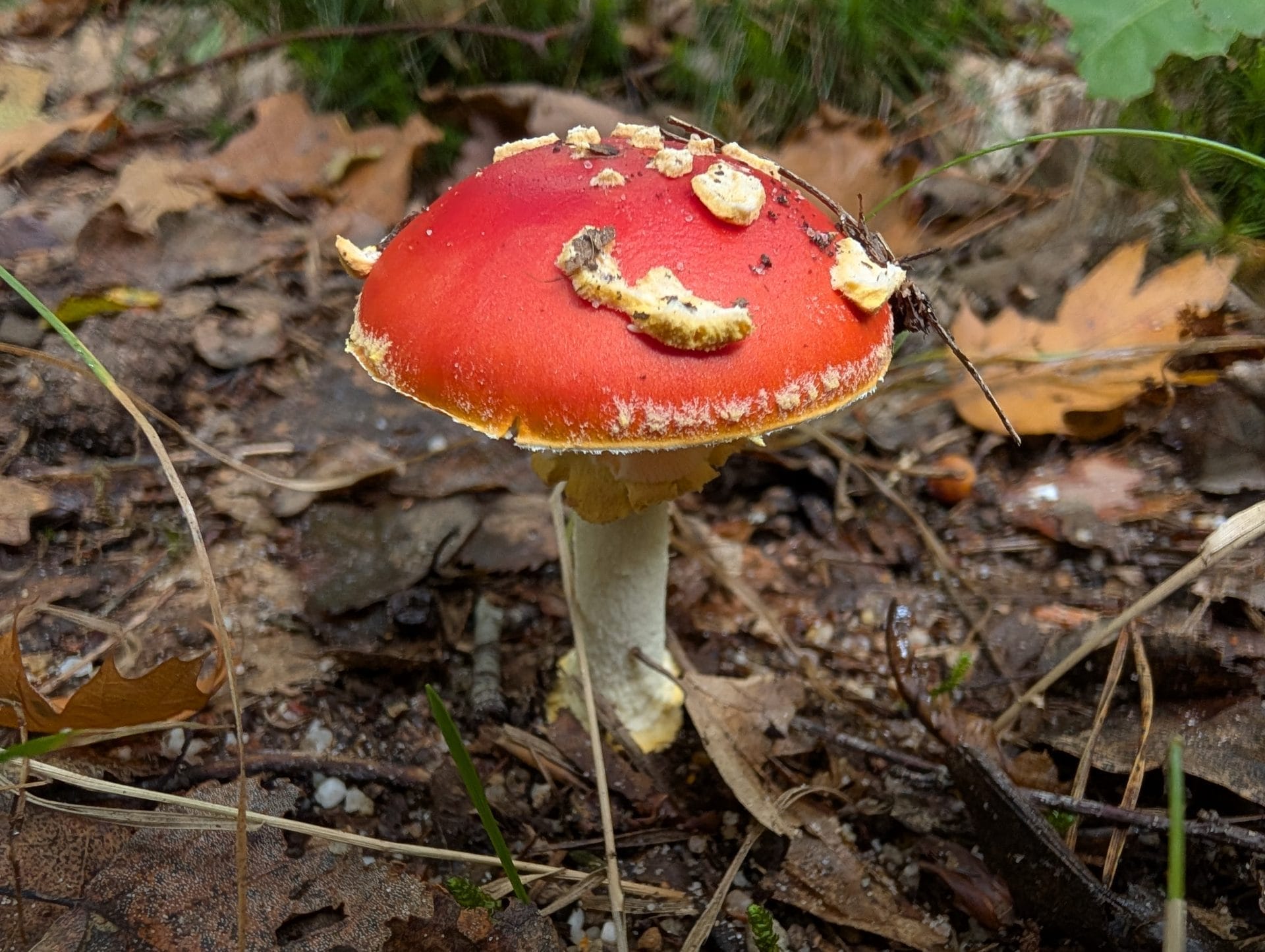 Google Pixel 9 Pro XL review