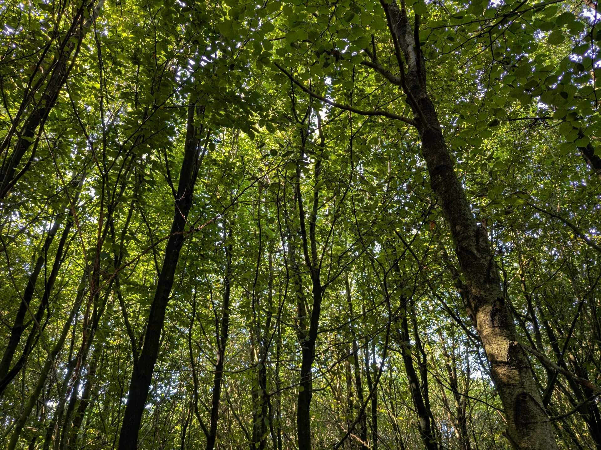 Google Pixel 9 Pro Fold