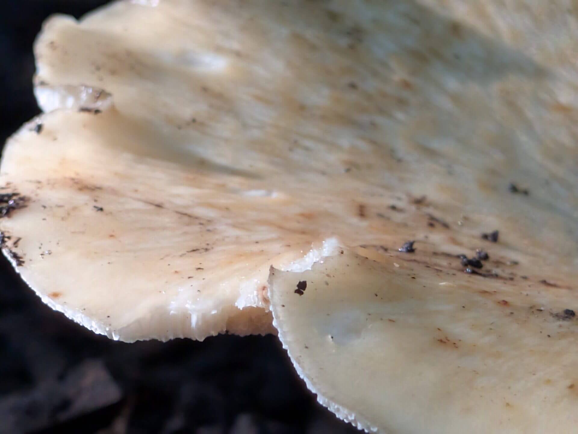 Google Pixel 9 Pro Fold