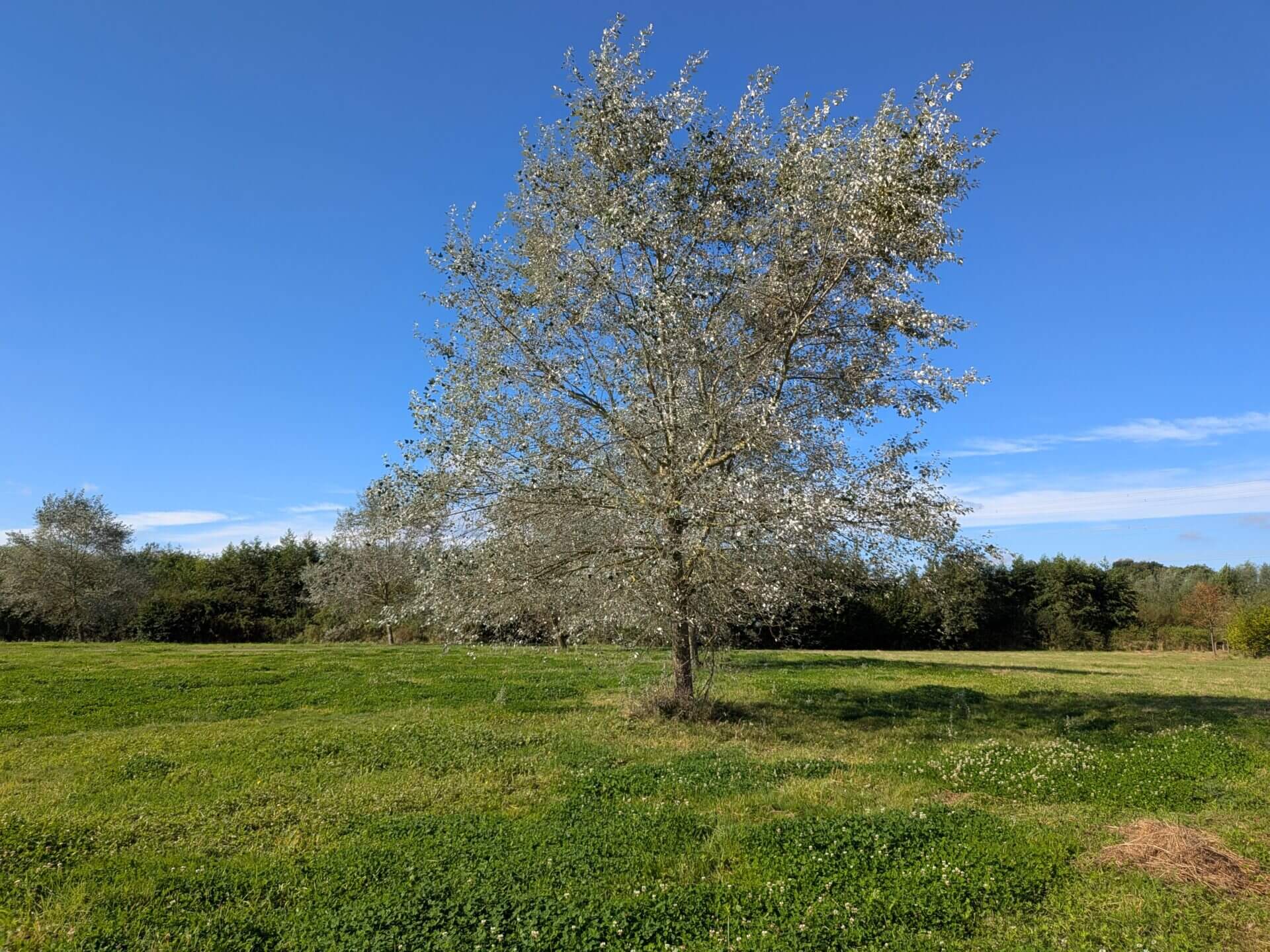 Google Pixel 9 Pro Fold