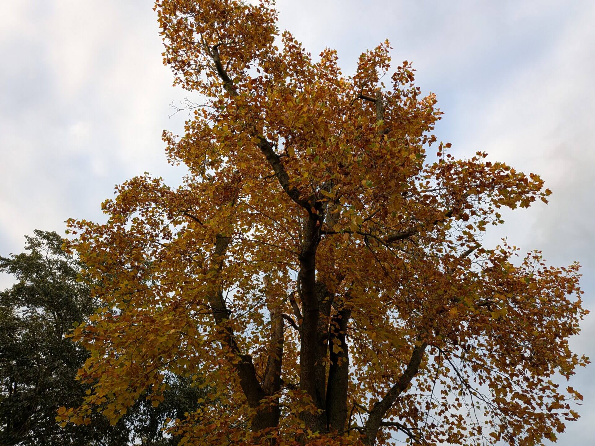 Google Pixel 9 Pro Fold