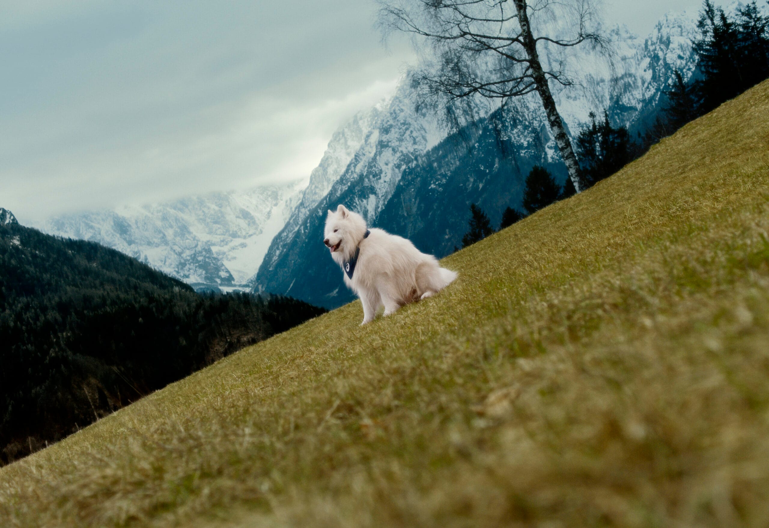 ASICS Mind's Best Friend Felix